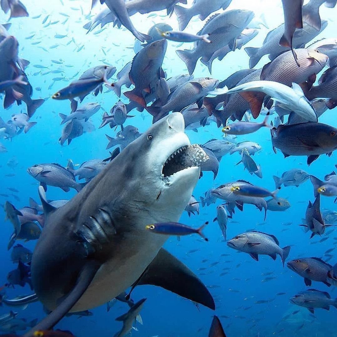моря в которых есть акулы