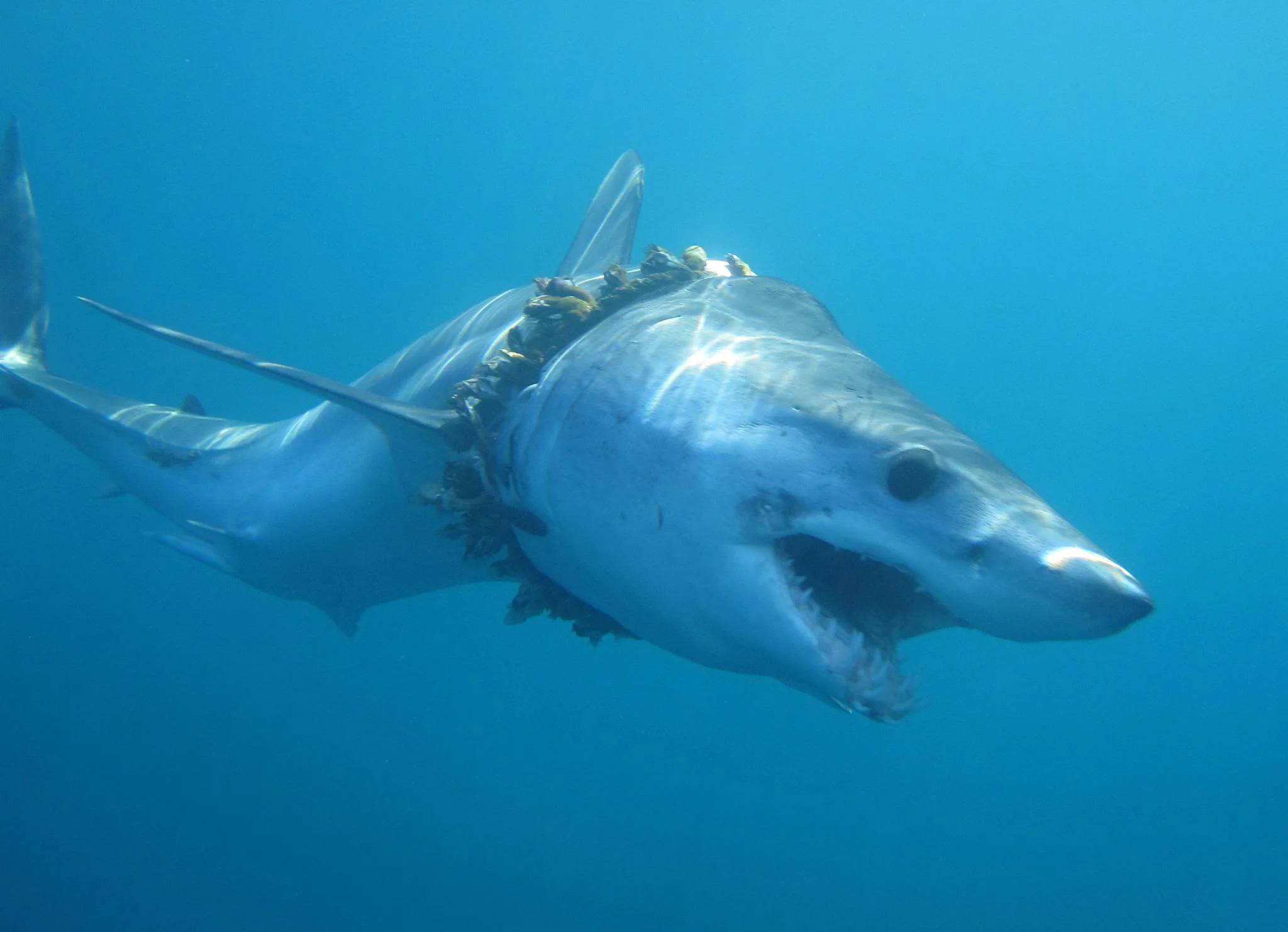 В каком океане акулы встречаются только летом