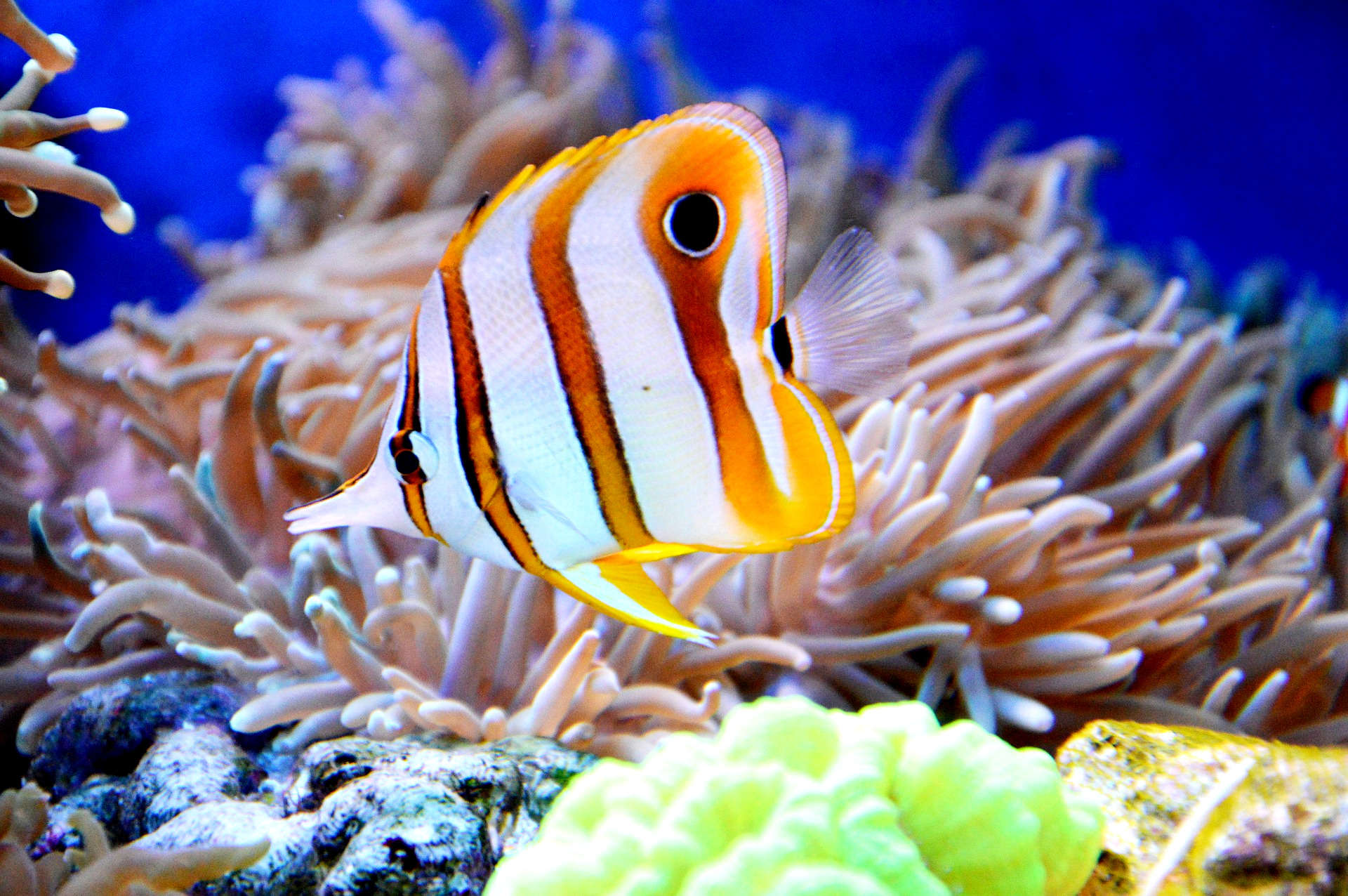 Полосатая рыбка кораллы