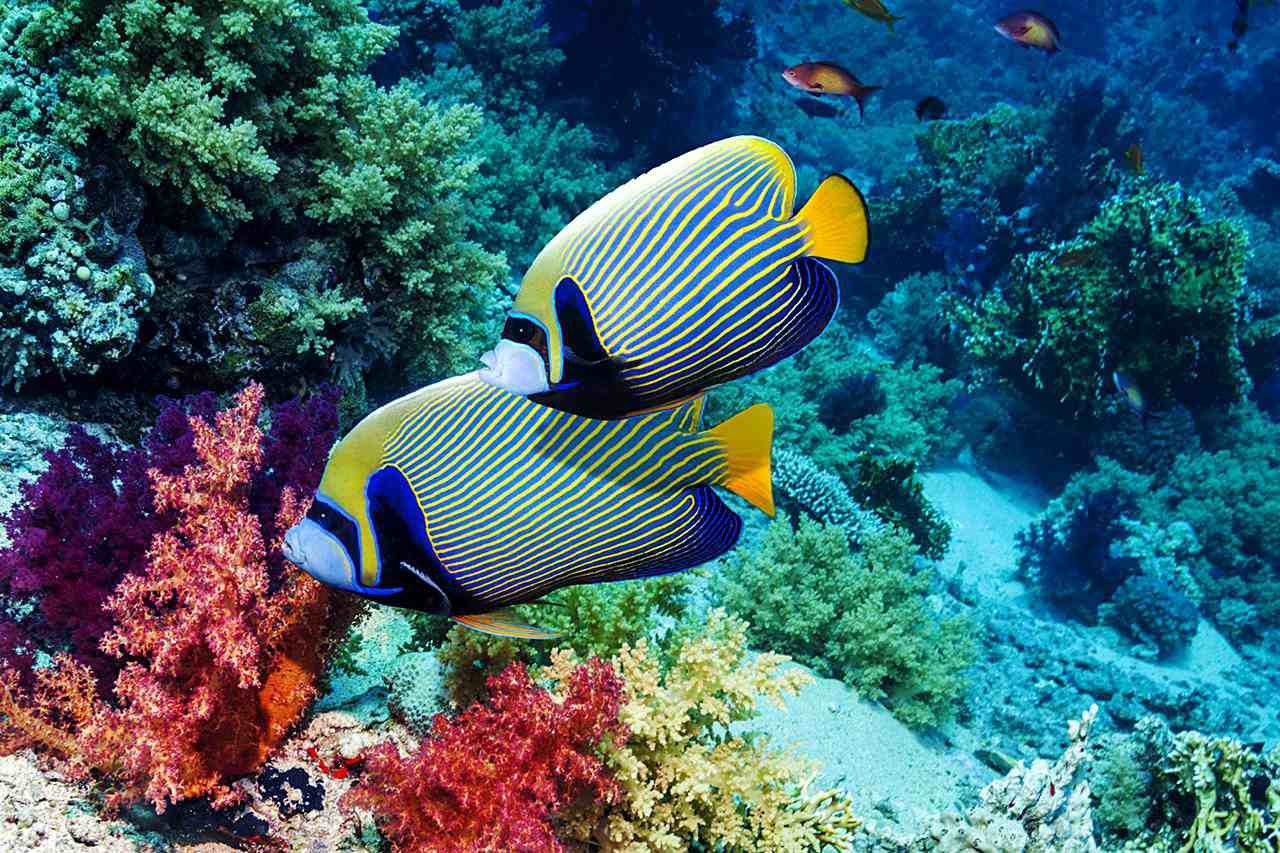 Рыбка коралловых рифов. Королевский спинорог желтый. Центропиг Королевский. Рифовые рыбки красного моря. Рыба спинорог красное море.
