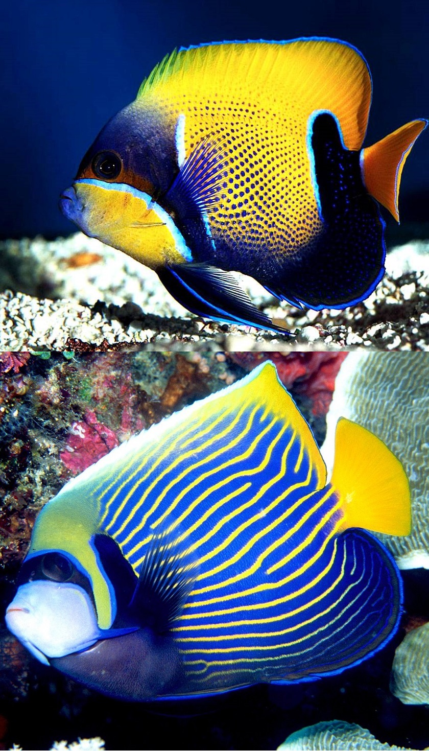морские аквариумные рыбки фото