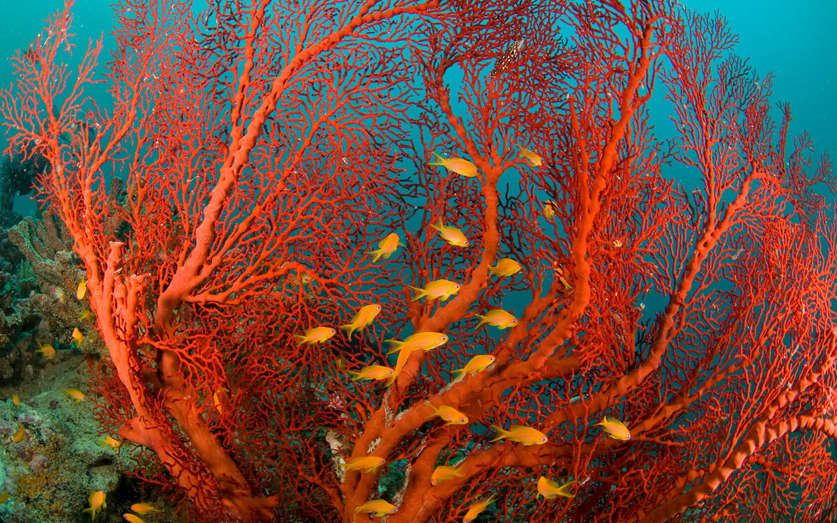 красный коралл фото