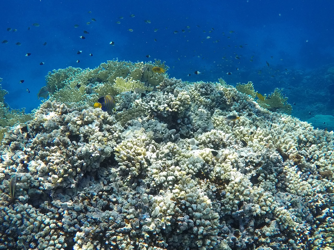 Коралловые рифы в хургаде. Красное море Египет рифы. Кораллы в Хургаде. Коралловый риф в Шарм Эль Шейхе. Кораллы в Красном море в Египте.