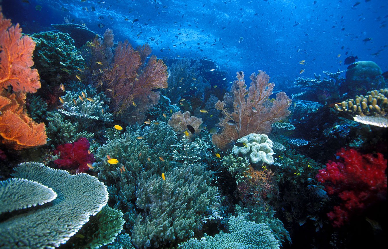Раджа Ампат Индонезия подводный мир