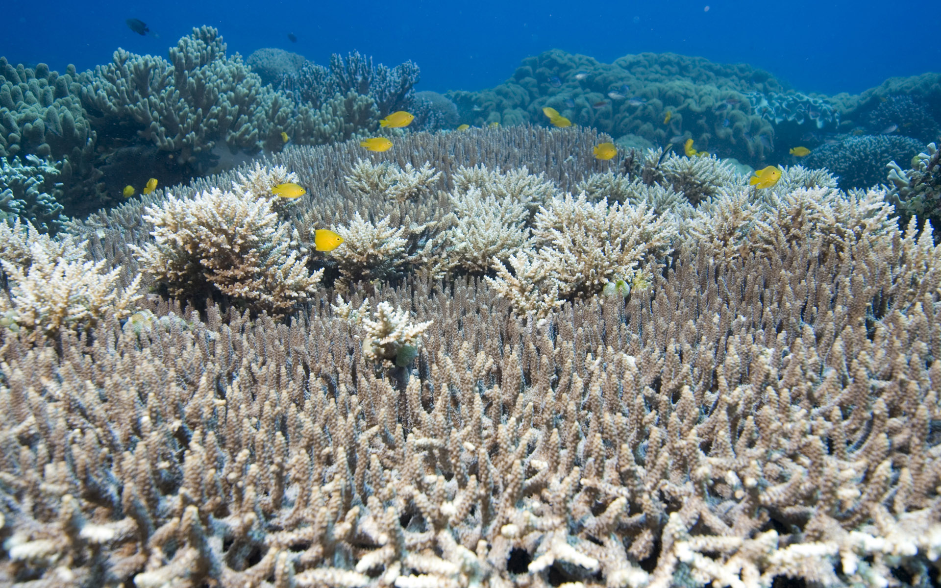Можно морской. Подводный мир. Обитатели кораллового моря. Морское дно с кораллами. Подводный мир океана.