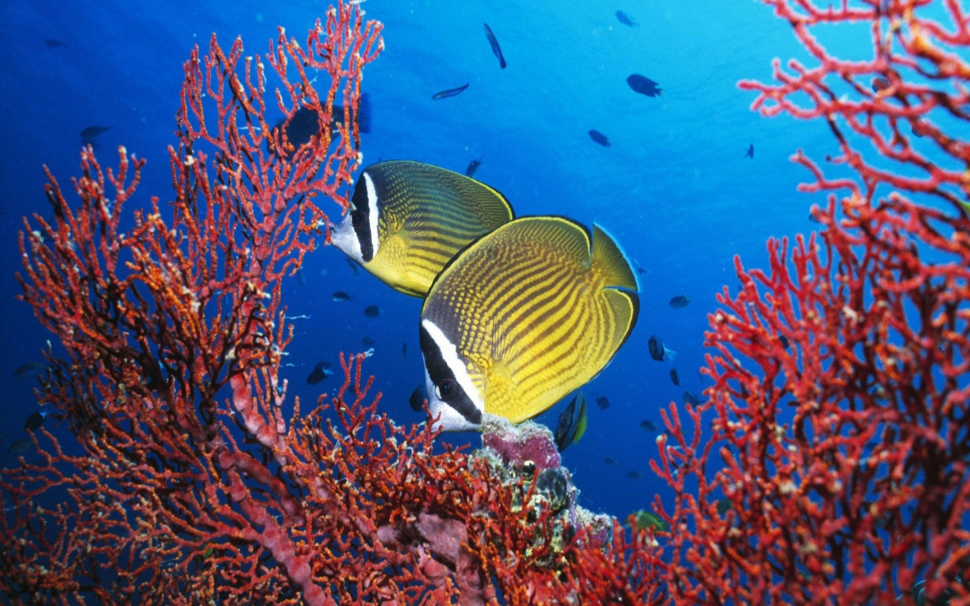 Рыбка коралловых рифов. Андаманская рыба бабочка. Рыба бабочка красное море. Большой Барьерный риф рыбы бабочки. Коралловые рыбки.