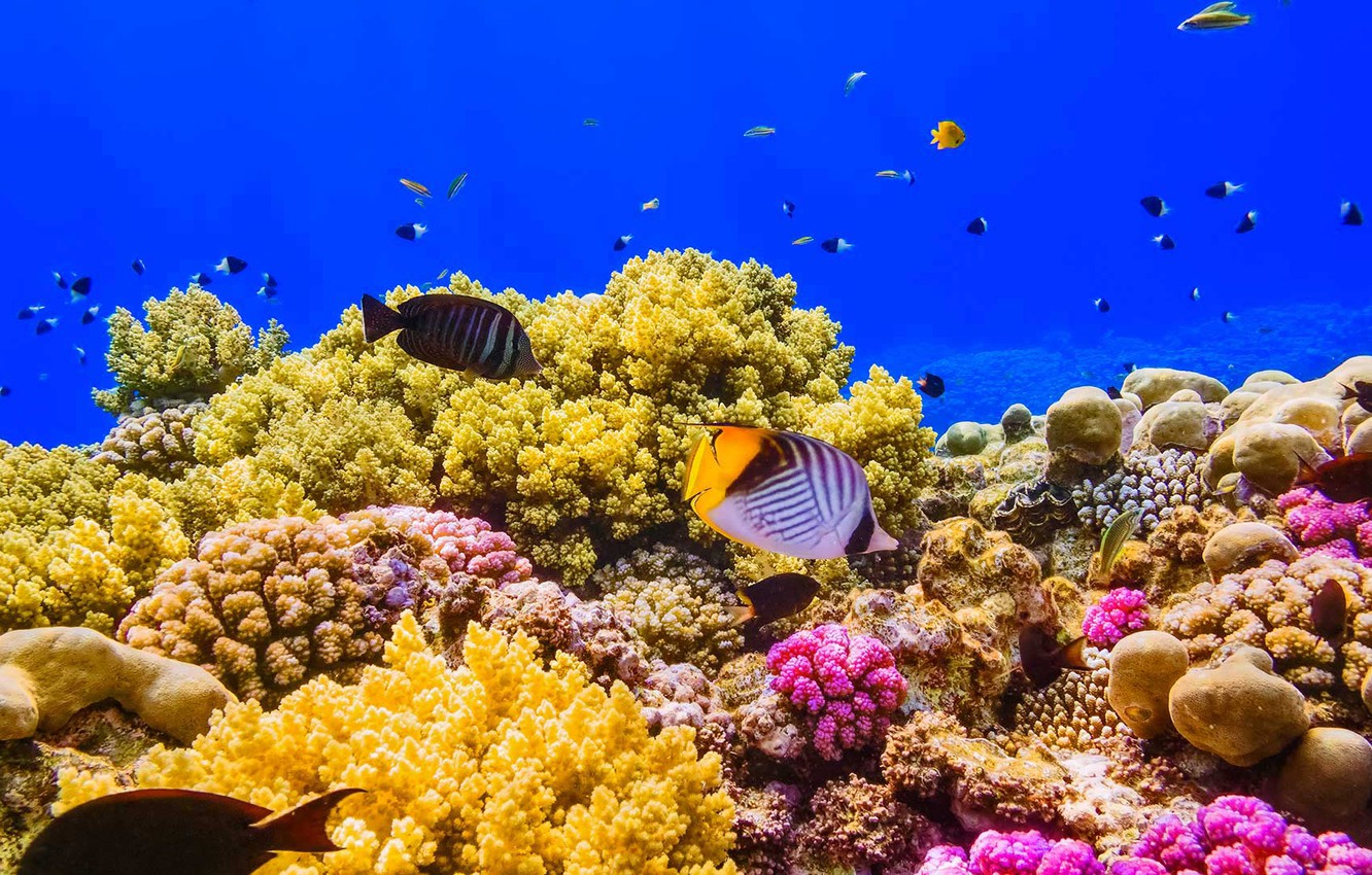 Рифы и кораллы красного моря