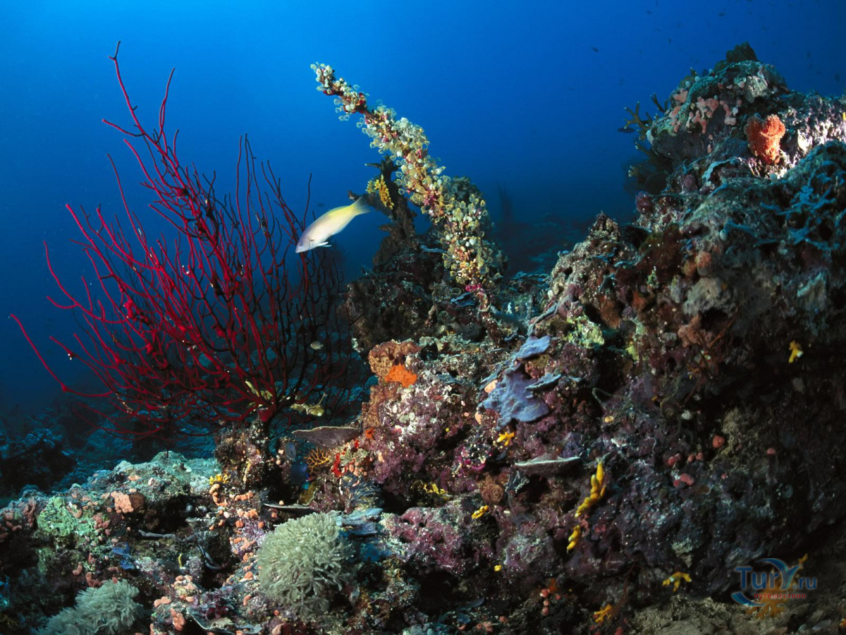 Средиземное море рифы