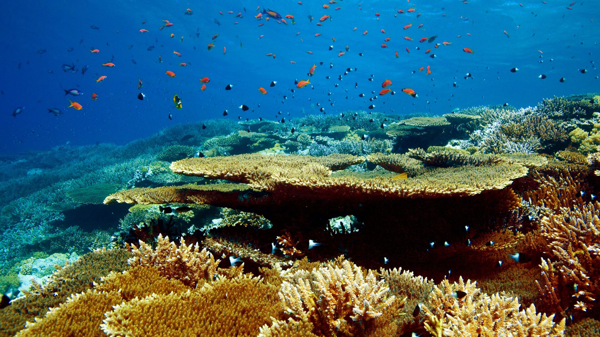 Карибы риф
