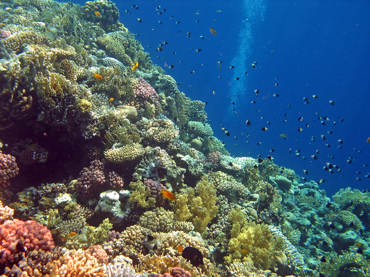 Кораллы в египте