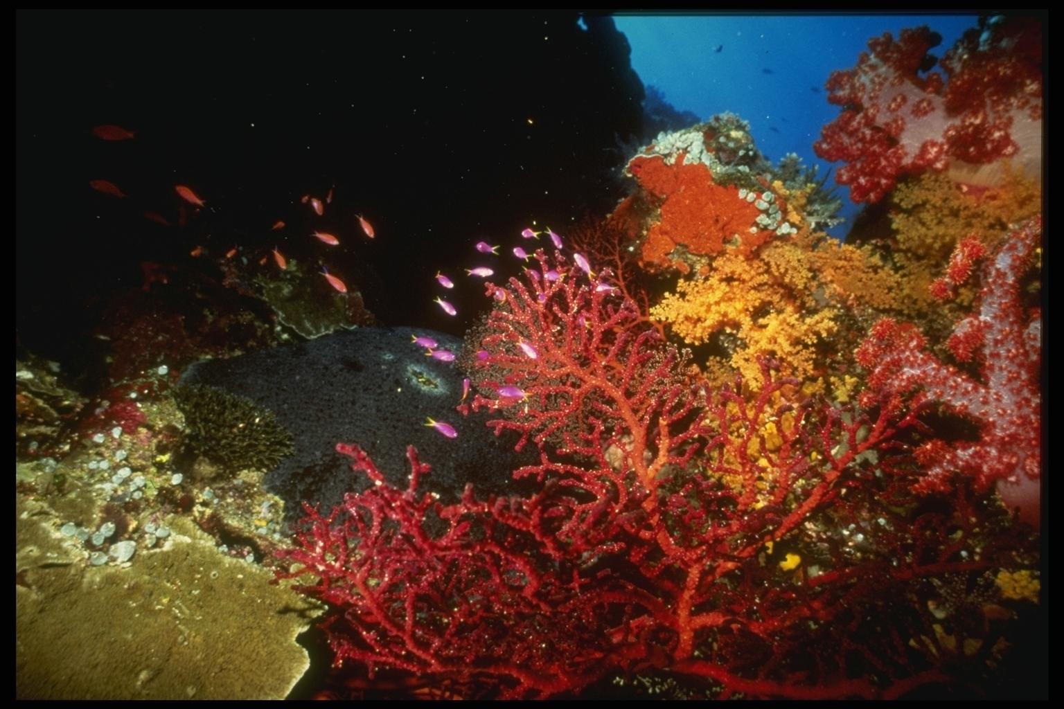 Обитание красных водорослей. Коралловые рифы красного моря. Кораллы в Красном море в Египте. Подводный мир кораллы. Красный коралл.