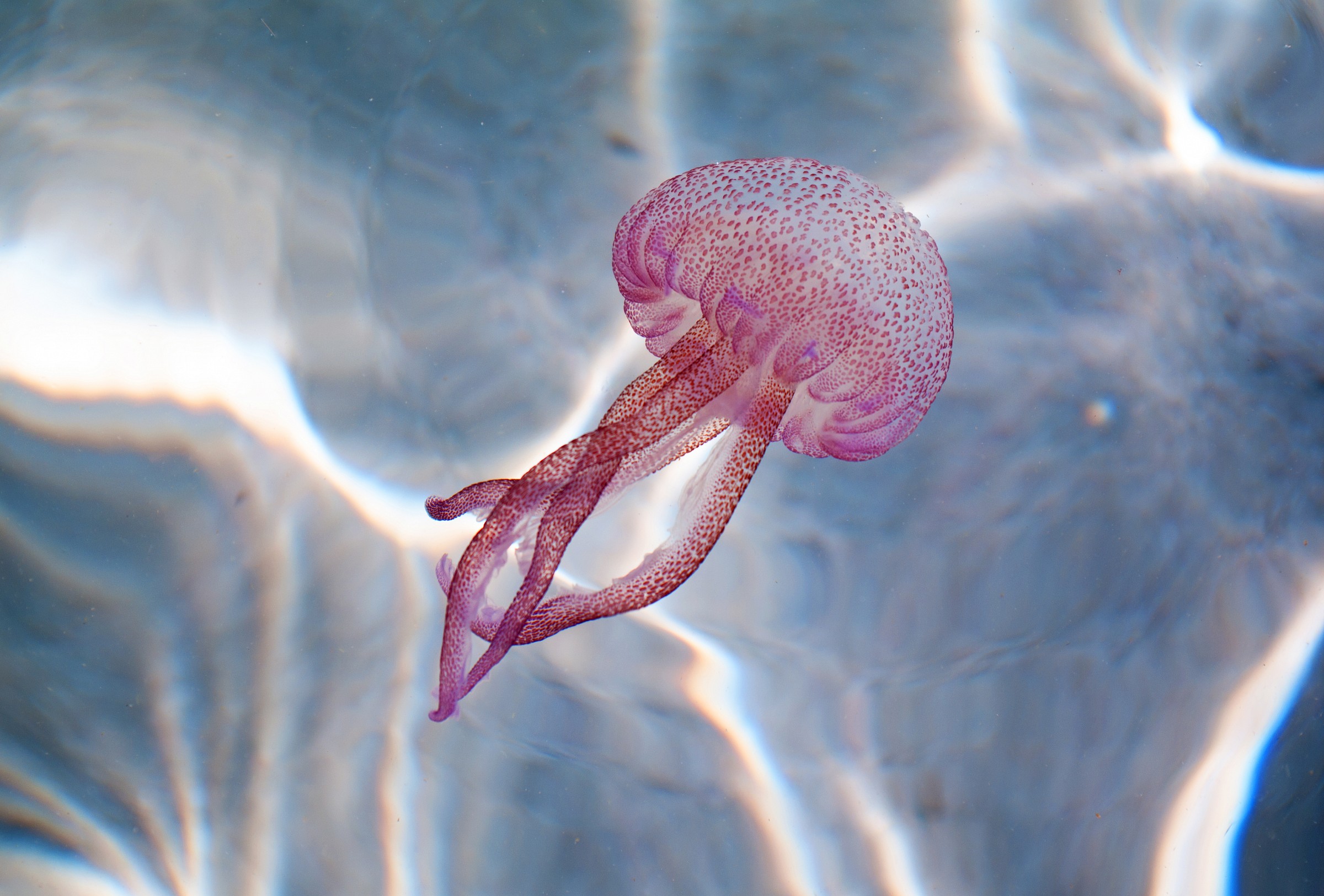 Meduza trahinera