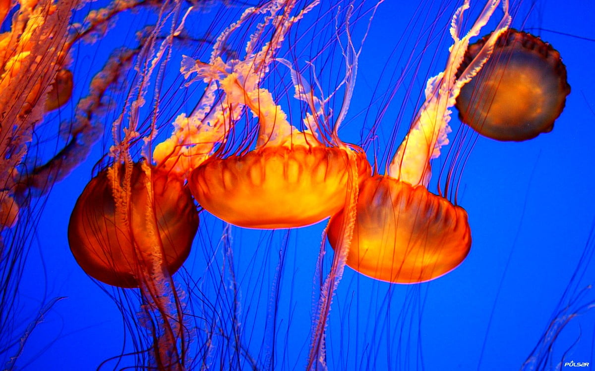 Медуза лайф новости. Обитатели красного моря. Медуза. Красная медуза. Медузы обои.