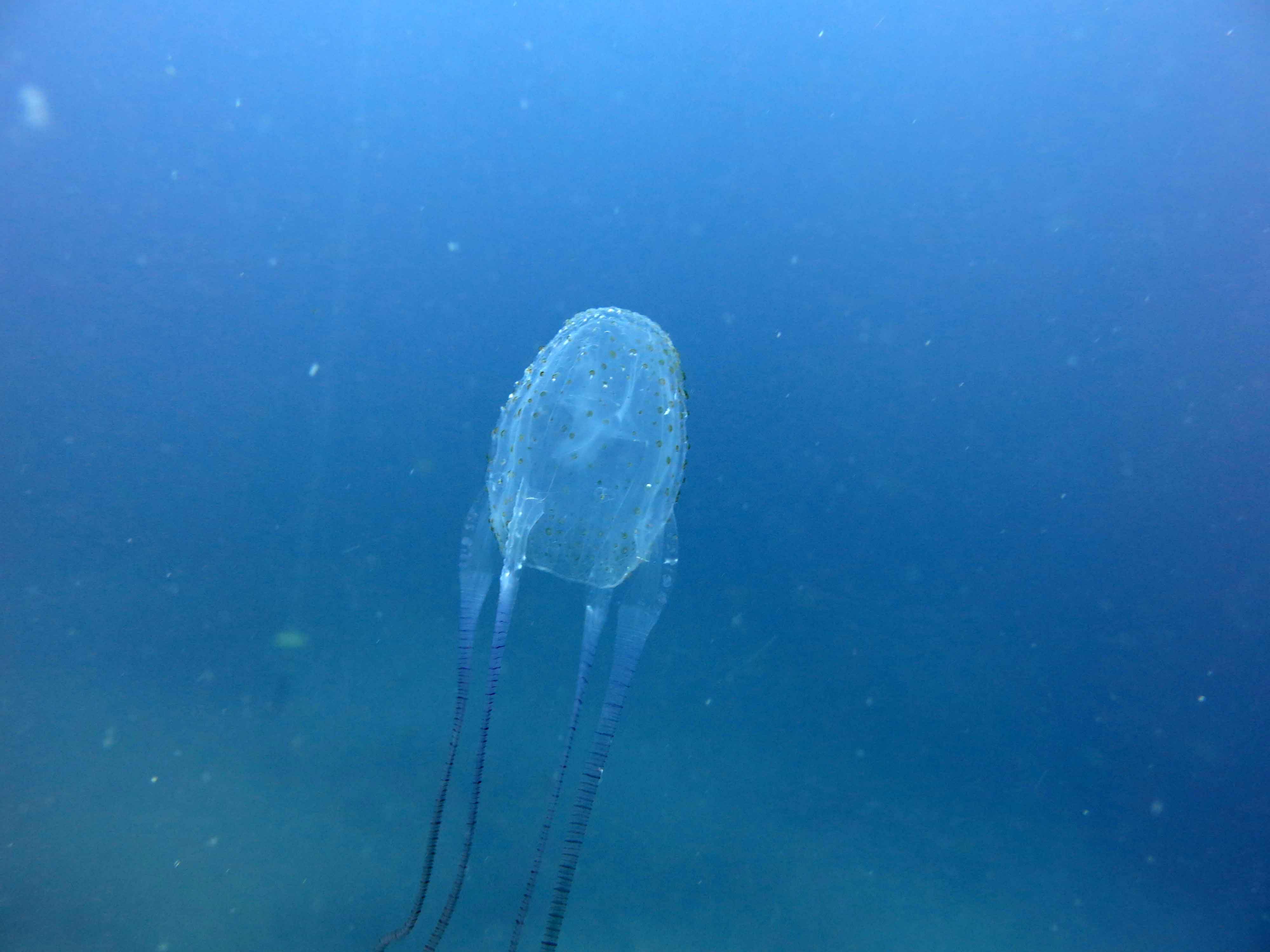 Ядовитые медузы Средиземного моря