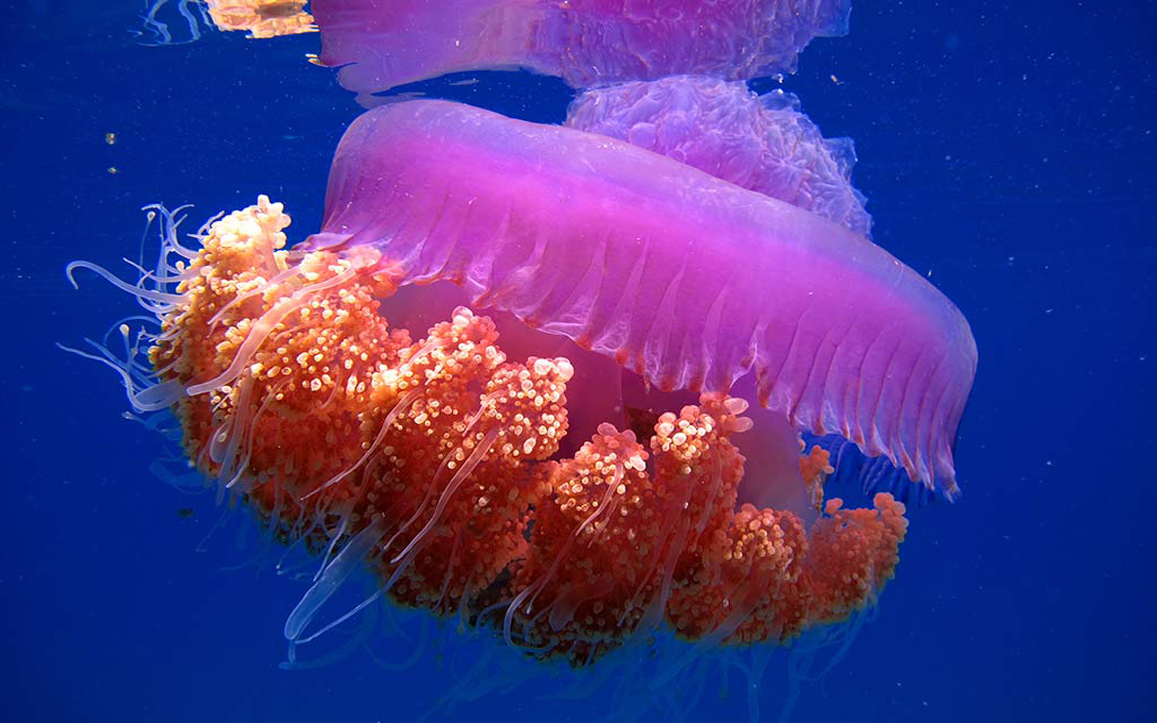 Фото самой маленькой медузы в мире