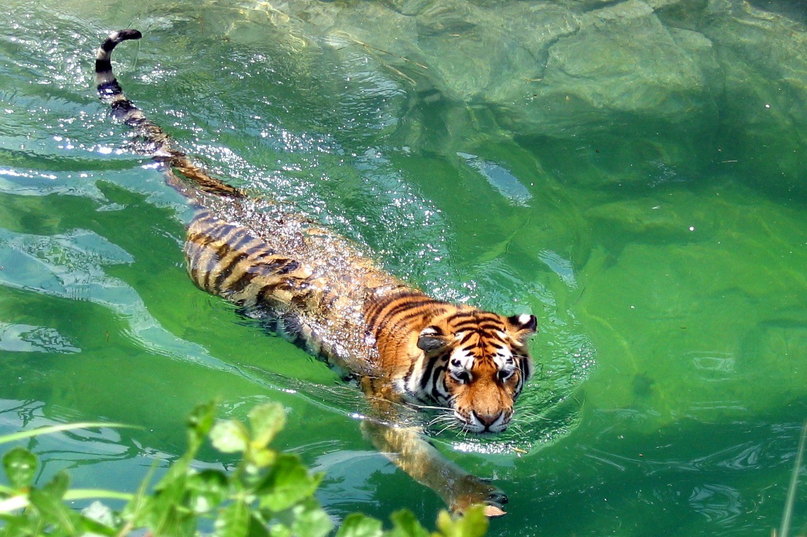 Тигр образует реку. Тайгер тигр. Амурский тигр плавает. Водяной тигр аипа. Амурский тигр на реке Амур.