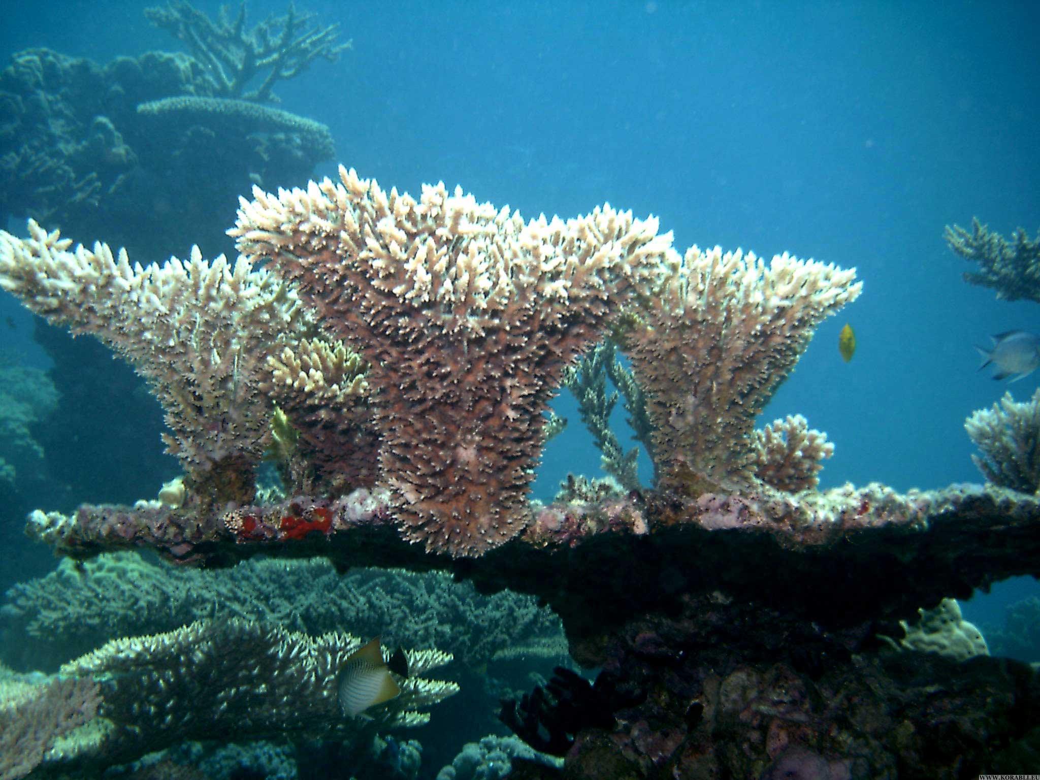coral telebetting