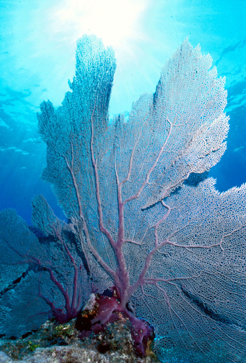 Какие водоросли глубоководные. Коралловые полипы рифы. Герматипные кораллы. Водоросли рифы. Склерактиниевые кораллы.