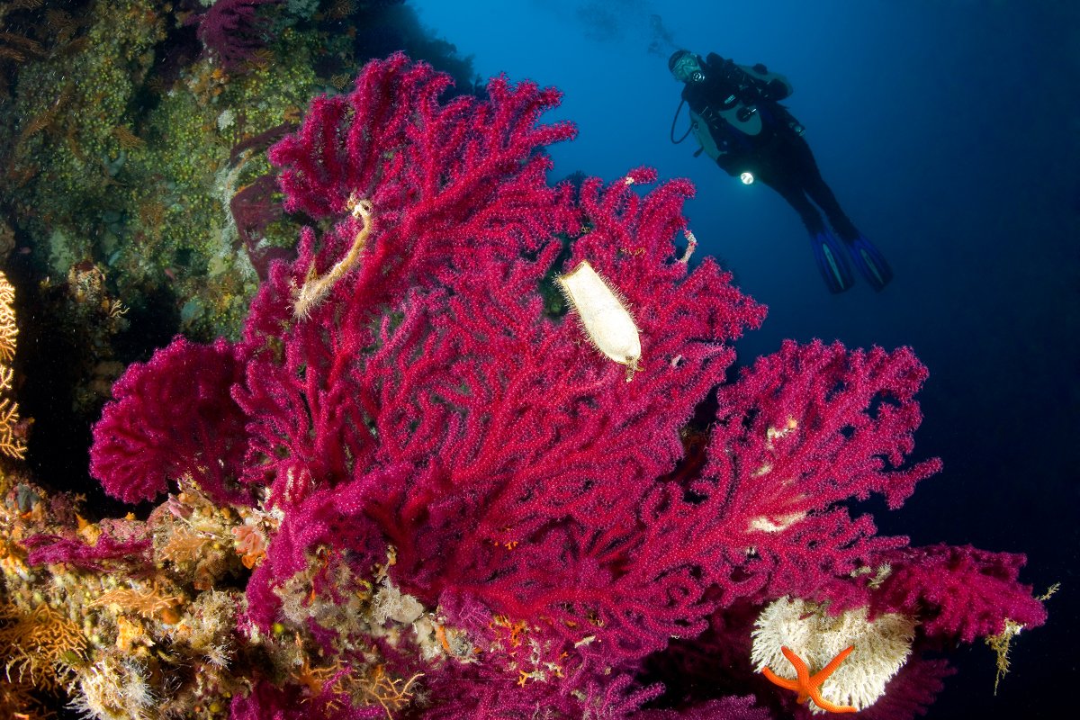 Красные водоросли Средиземного моря
