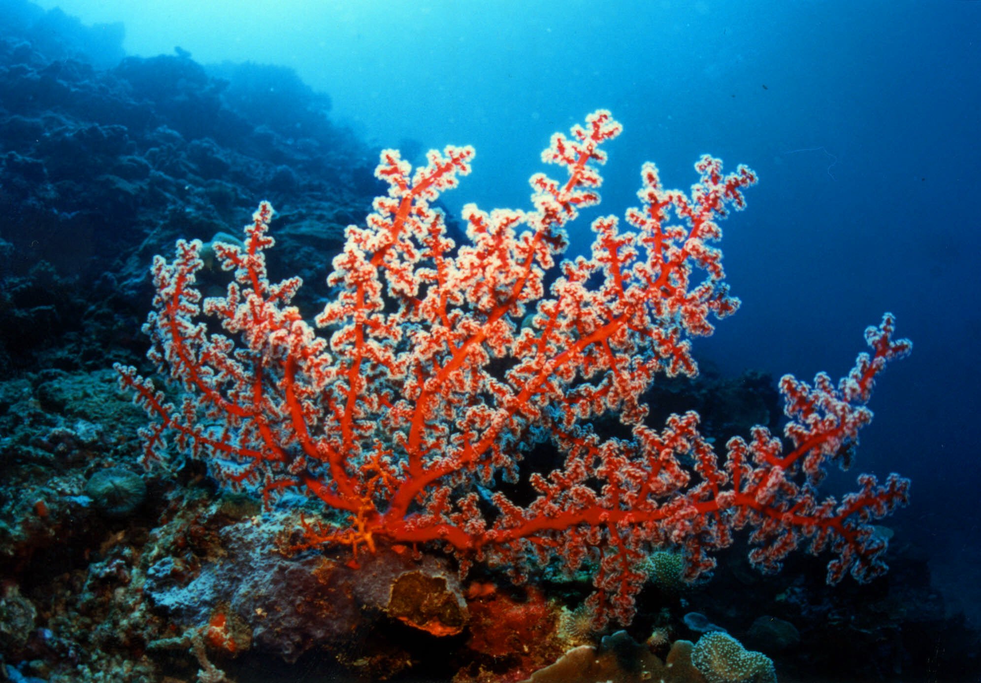 Герматипные кораллы.