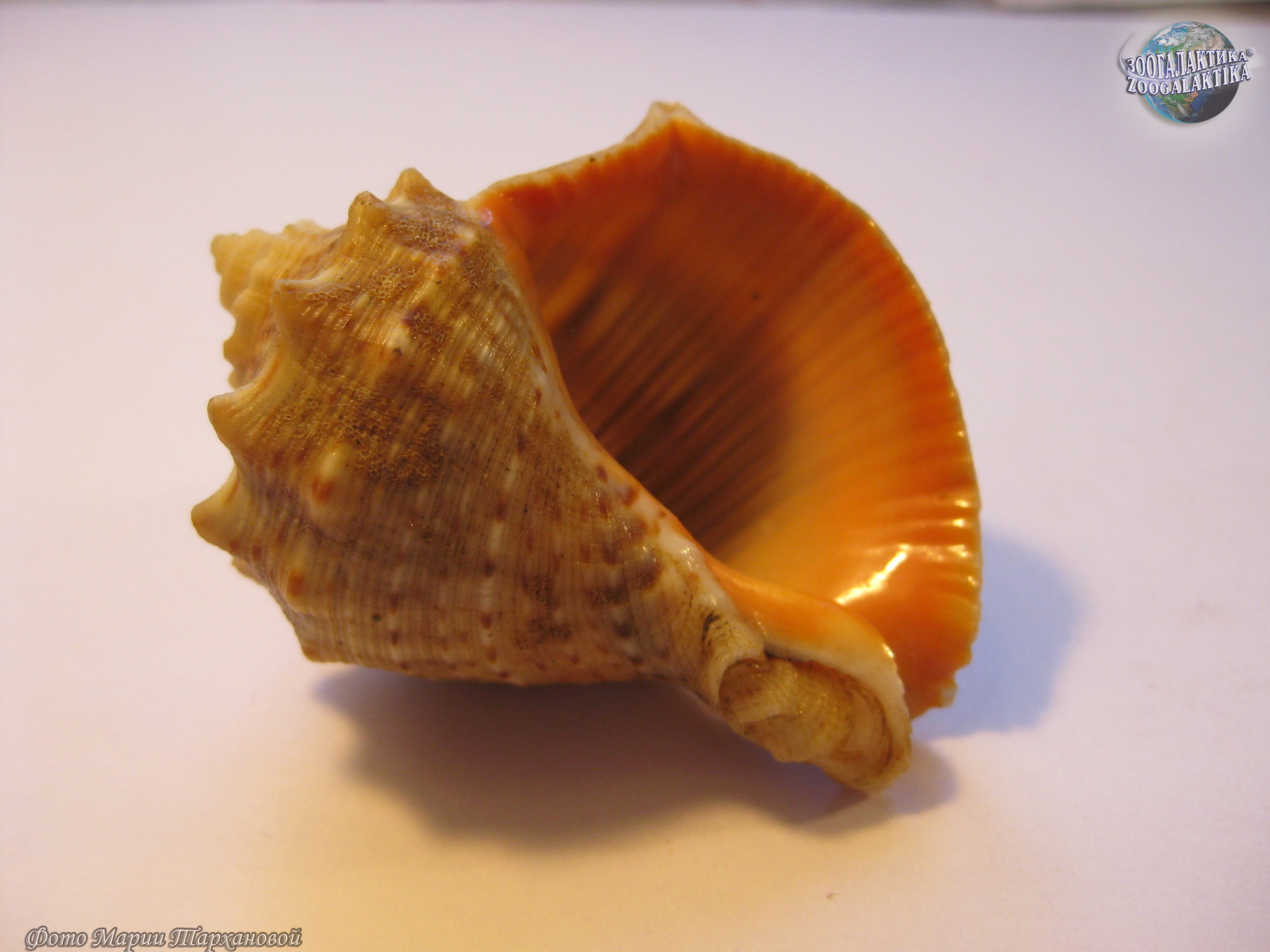 Брюхоногий моллюск рапана