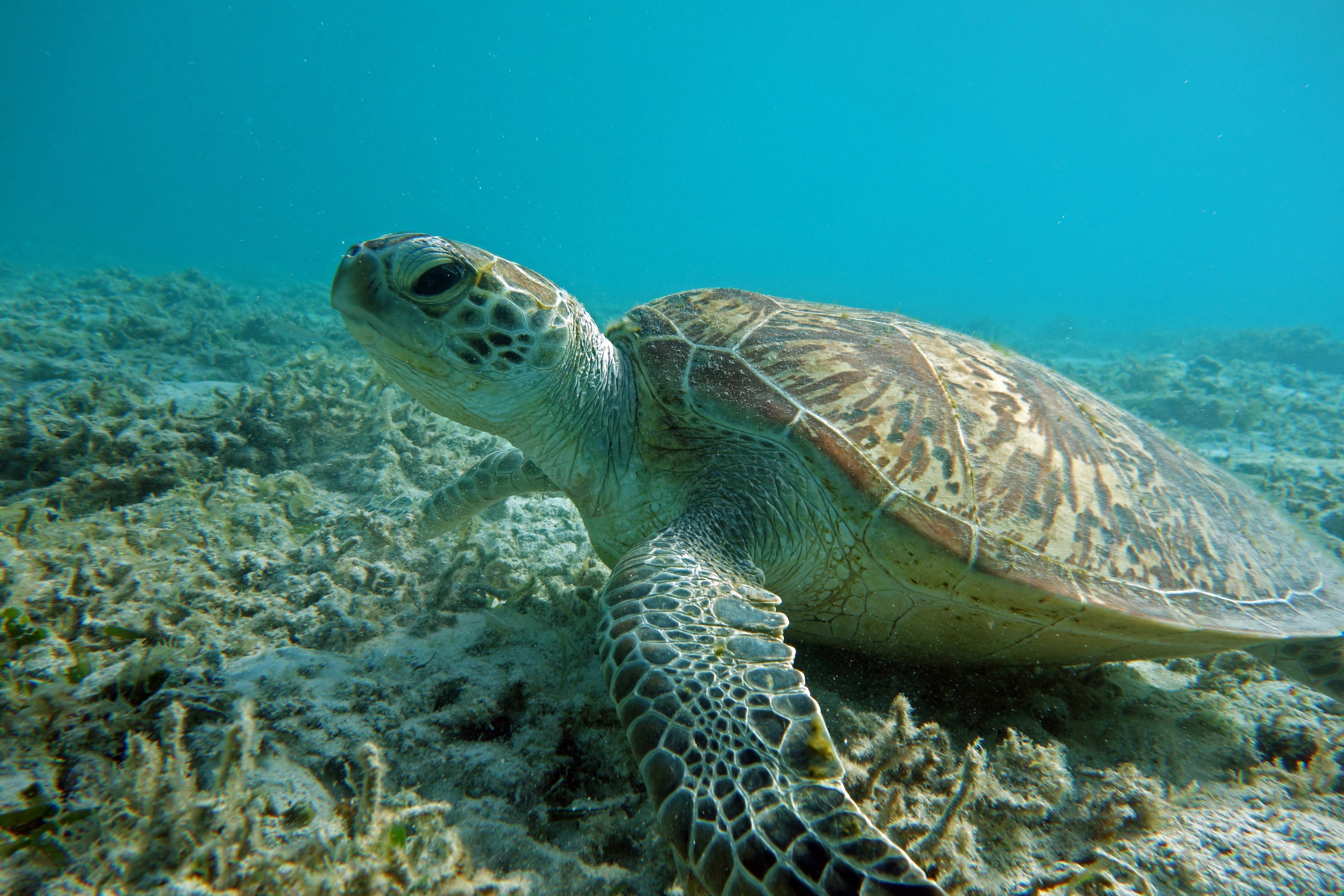 К морским черепахам относится. Атлантическая Ридлея черепаха. Зеленая (суповая морская черепаха). Зеленая морская Черепашата. Зелёная черепаха Chelonia mydas.
