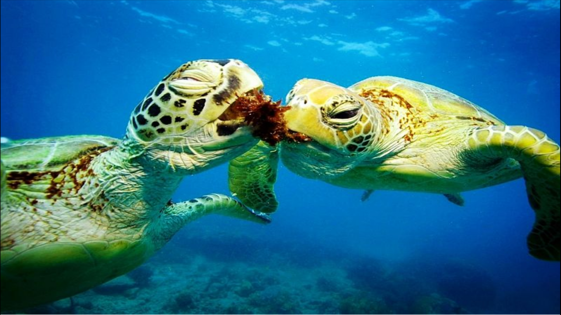Черепахи пара. Зеленая морская черепаха. Зеленая суповая черепаха. Морская черепаха и Черепашата. Морская черепаха бисса.