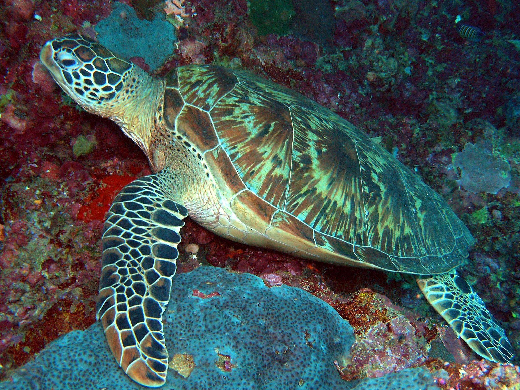 К морским черепахам относится. Зеленая суповая черепаха. Морская черепаха бисса. Зеленая черепаха бисса атлантическая. Морская суповая черепаха.