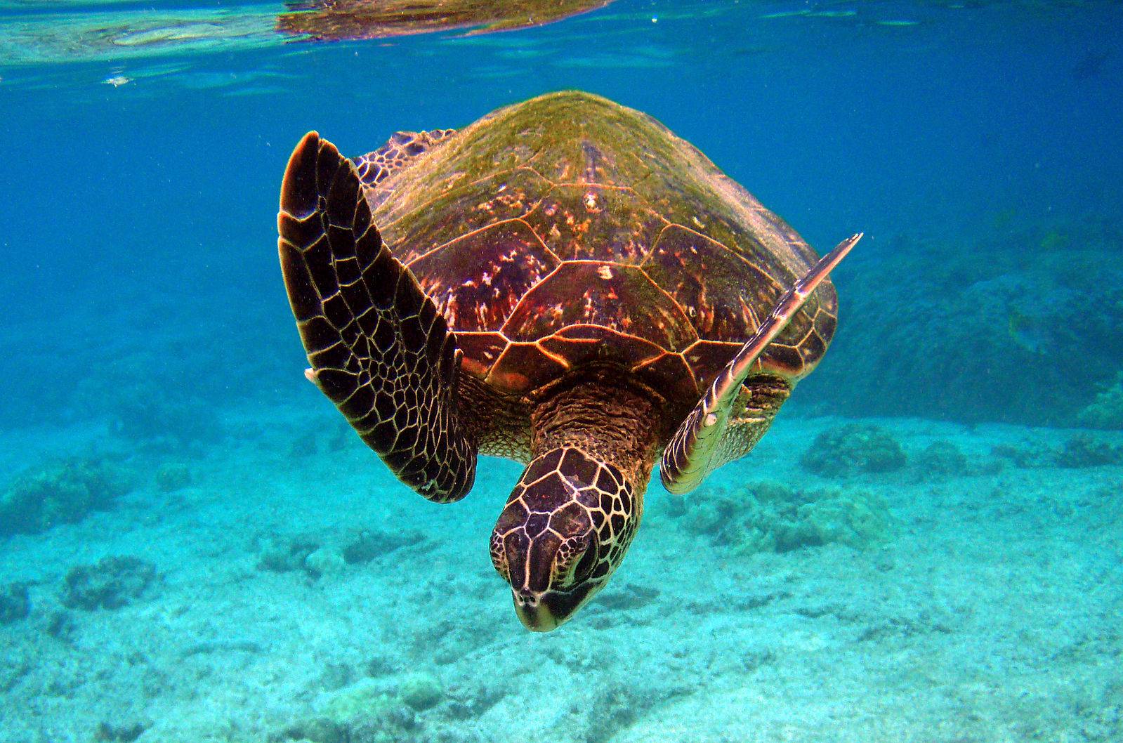Ласты черепахи. Зелёная черепаха Chelonia mydas. Черепаха Каретта (логгерхед). Морская черепаха бисса. Атлантическая Ридлея черепаха.