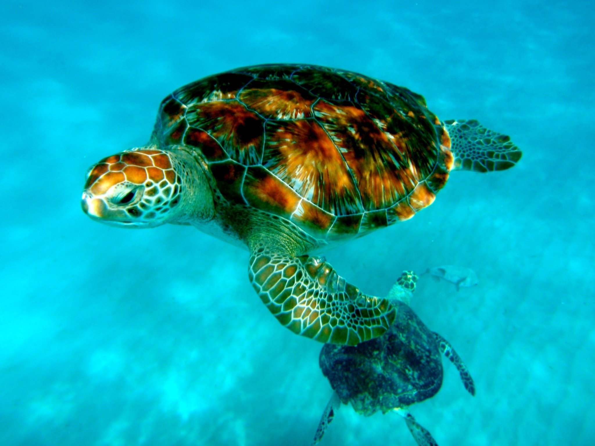 Морская черепаха бисса.