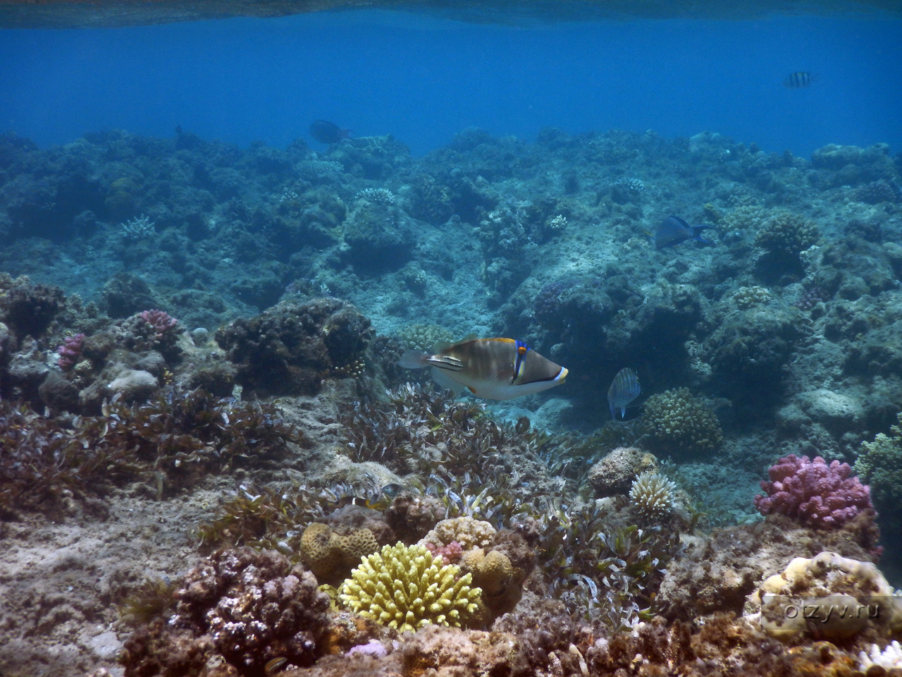 Красное море хургада отзывы. Подводный мир красного моря Хургада. Шарм-Эль-Шейх море. Подводный мир Египта Хургада. Подводный мир красного моря шармаль шейха.