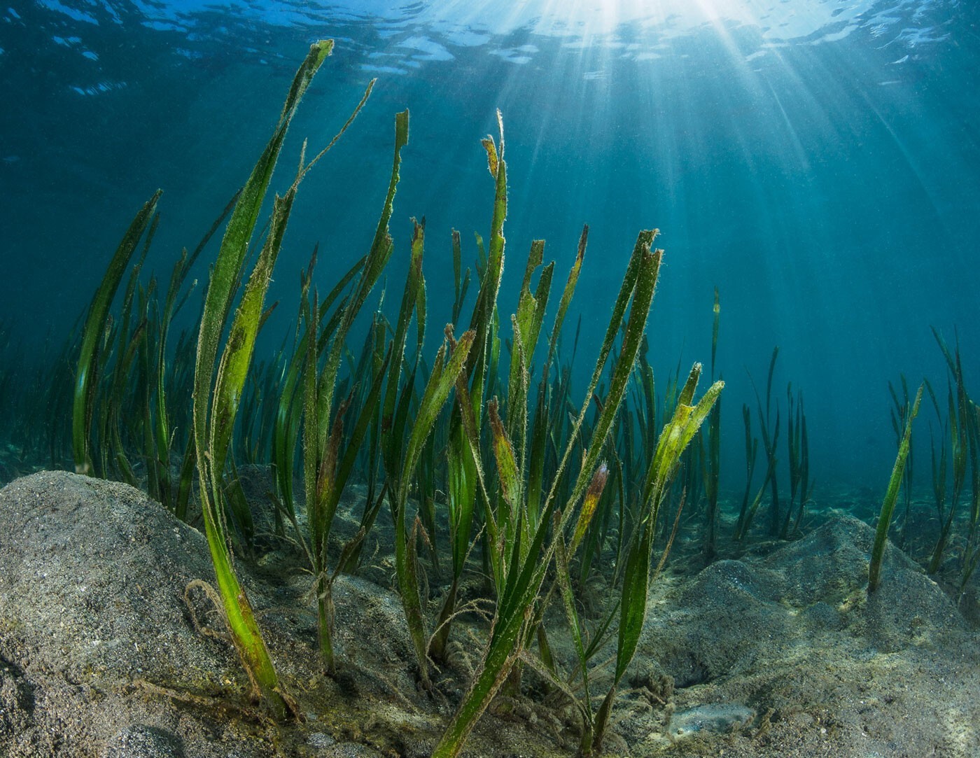 морские водоросли картинки