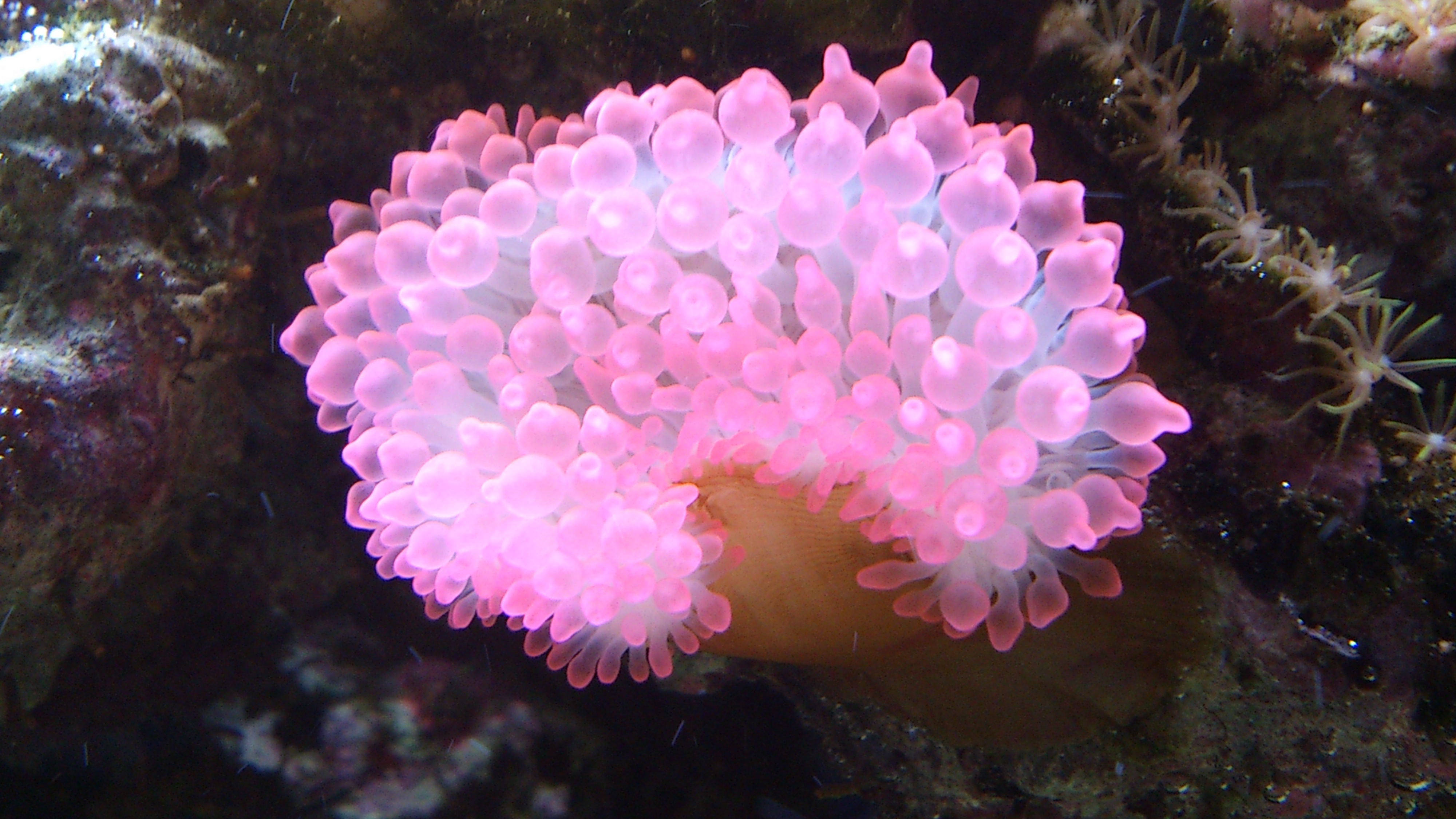 Коралловые полипы актиния