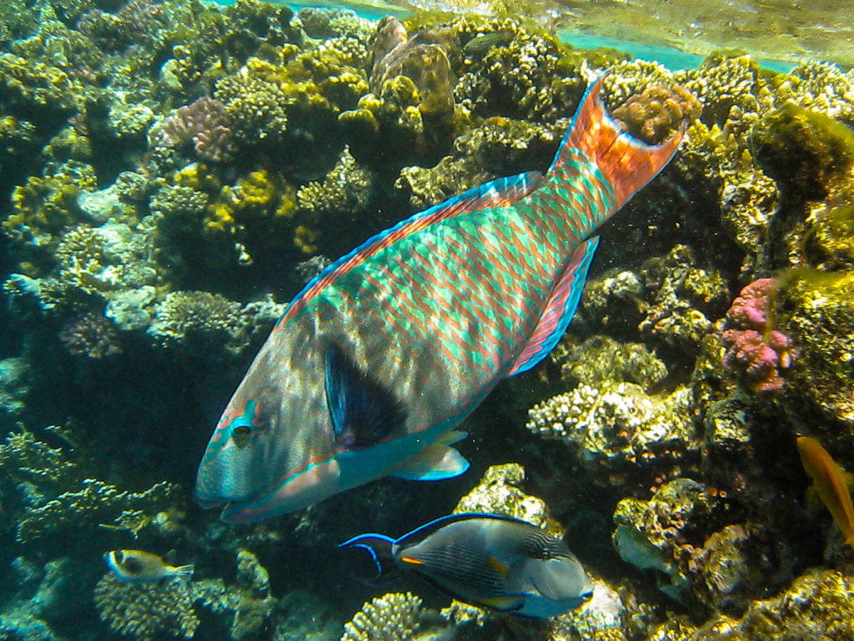 Рыбы красного моря Египет Хургада