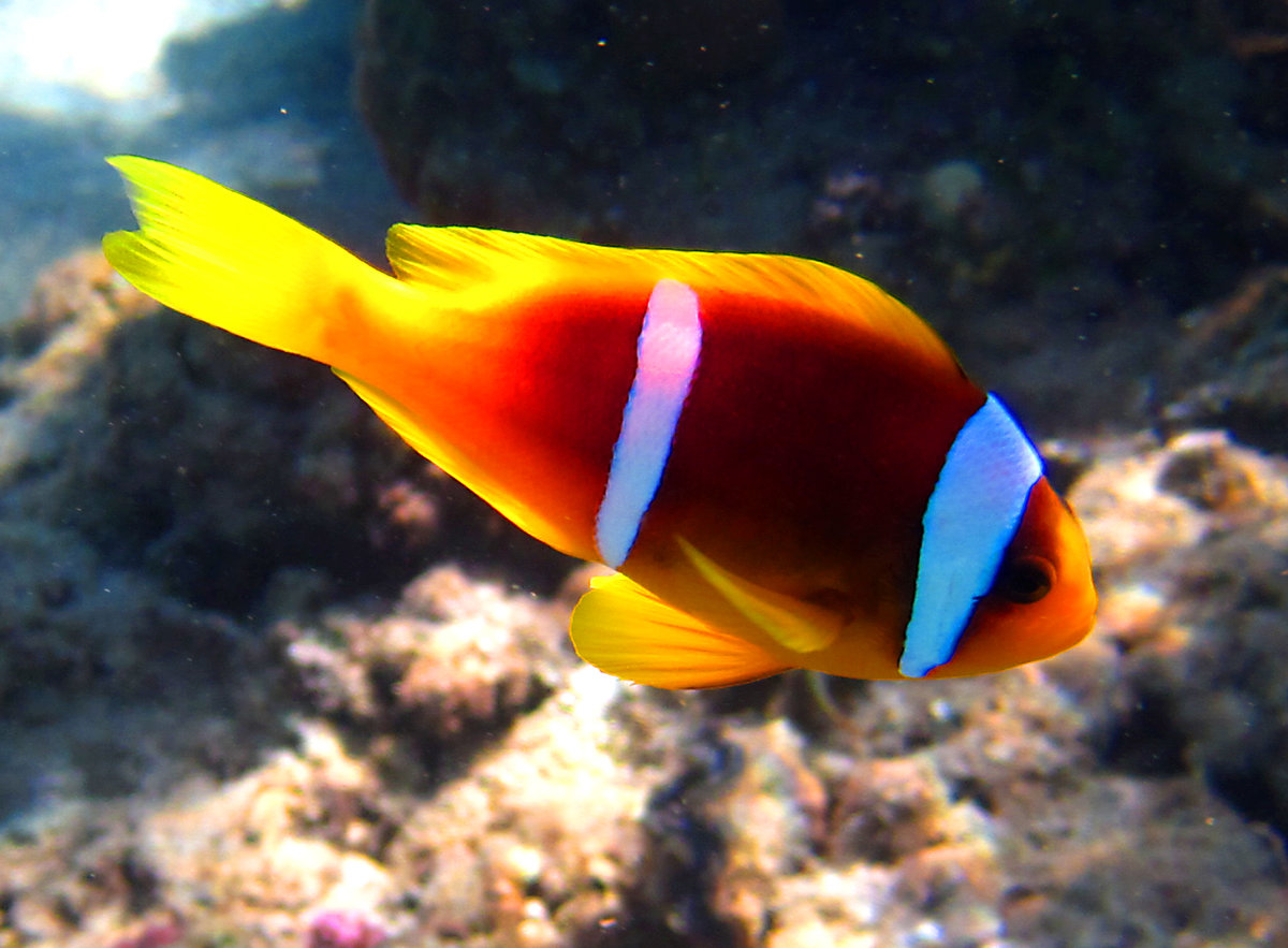 Яркие рыбки красного моря