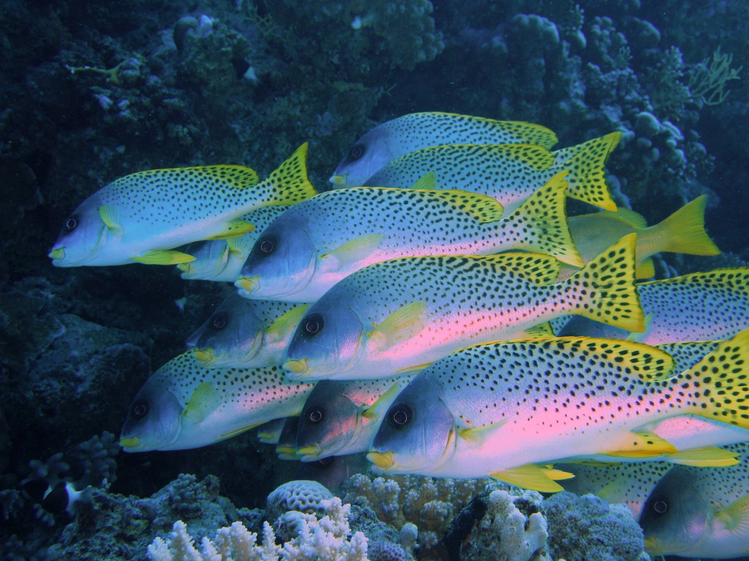 Рыбки красного моря с названиями и фото