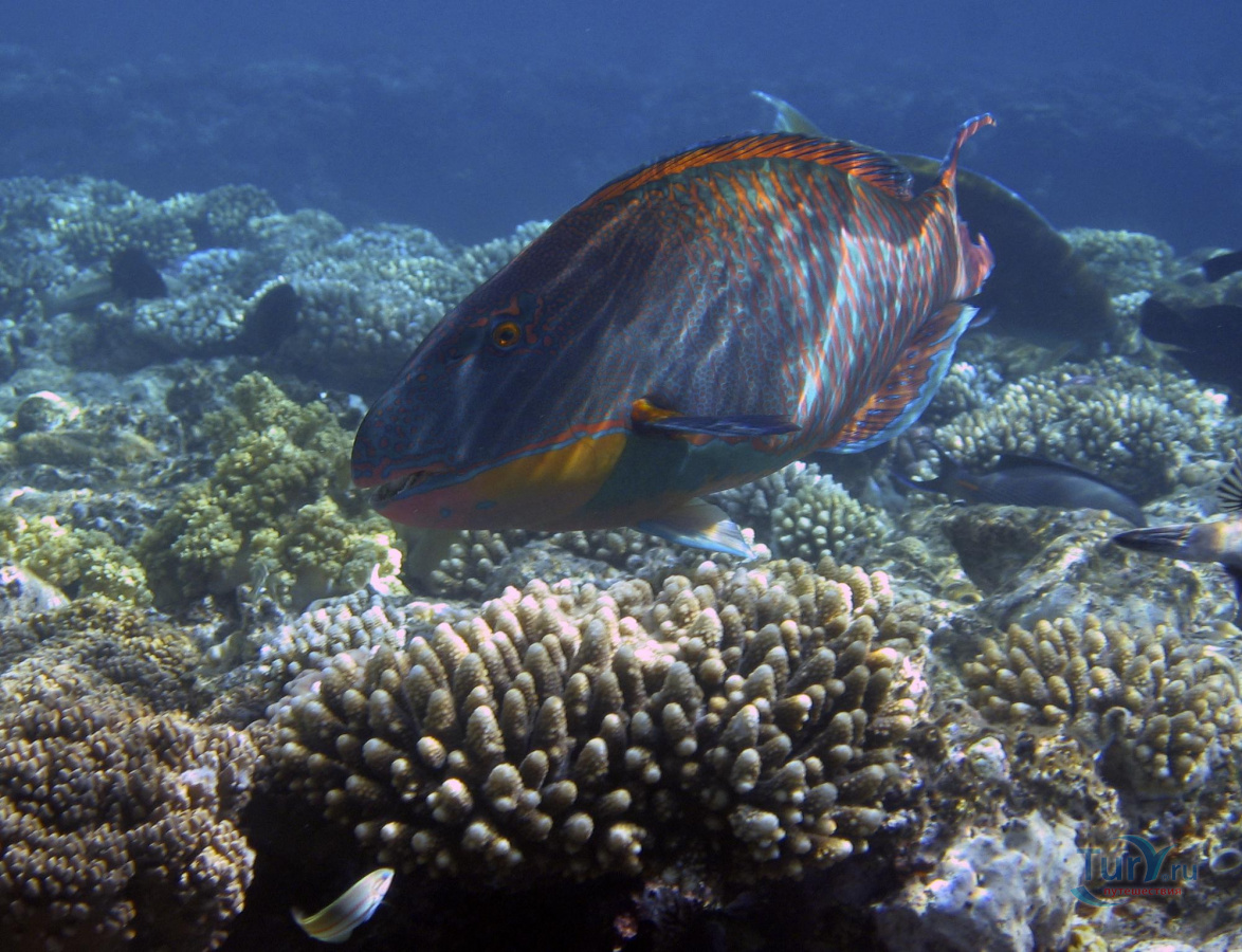 Опасные рыбы красного моря Хургада