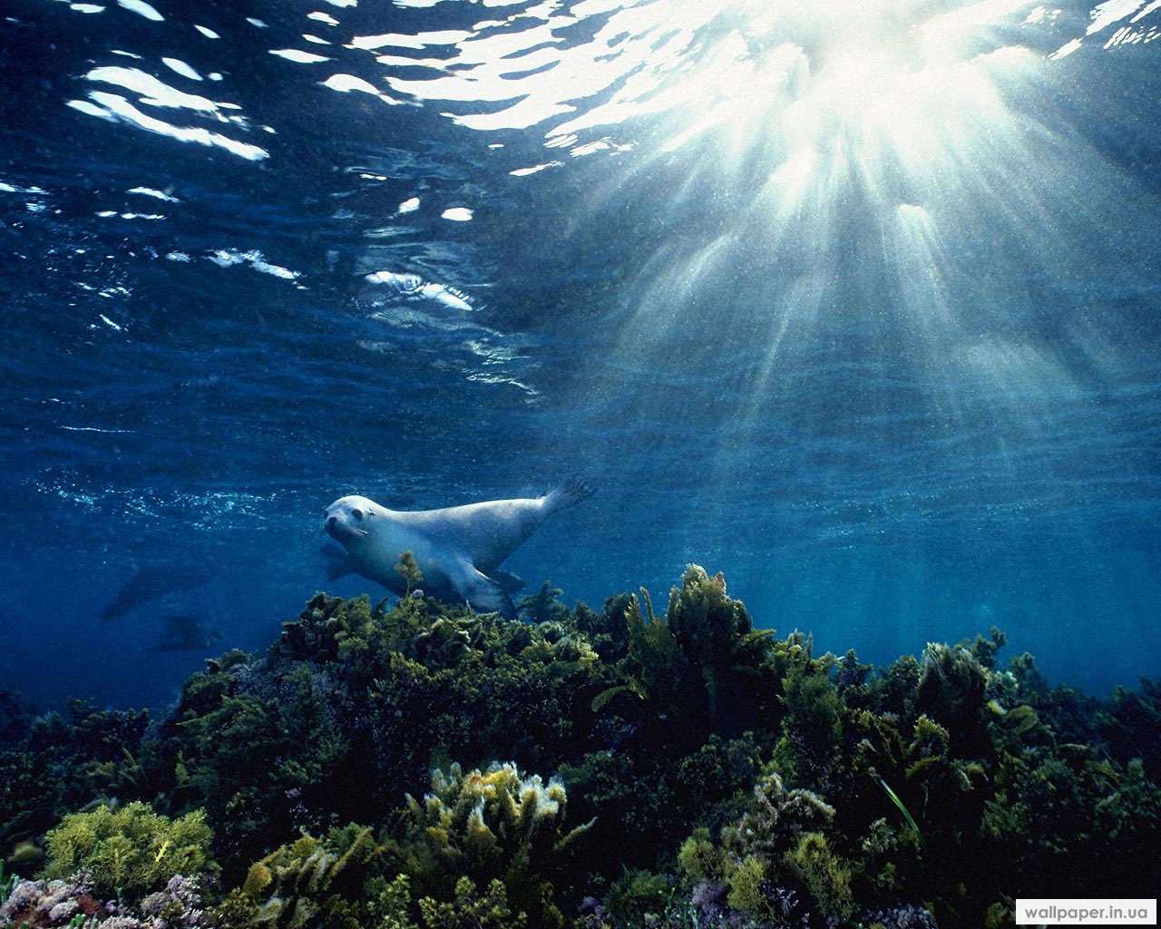 Южный океан подводный мир