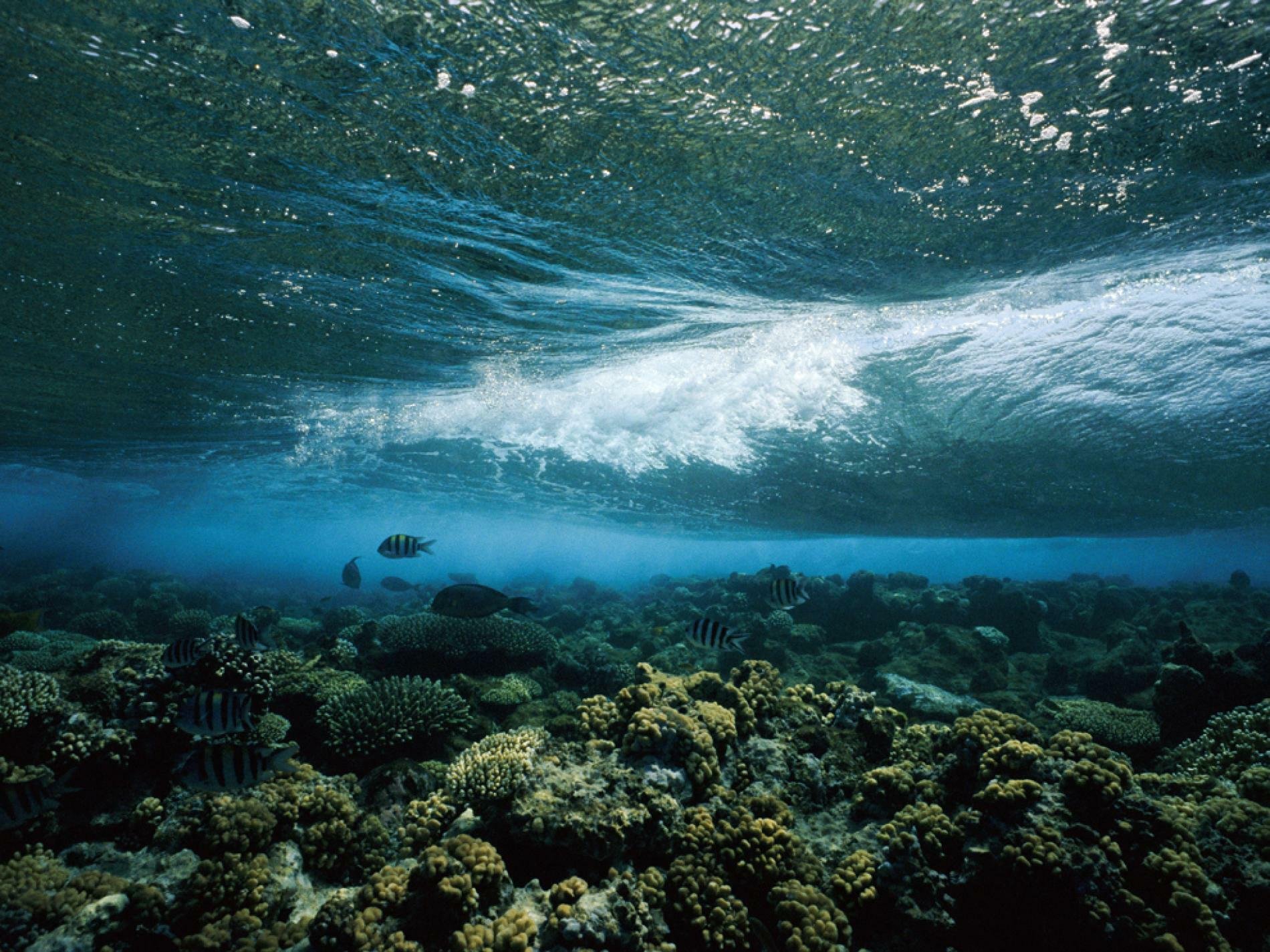 Тихий океан под водой (93 фото) .