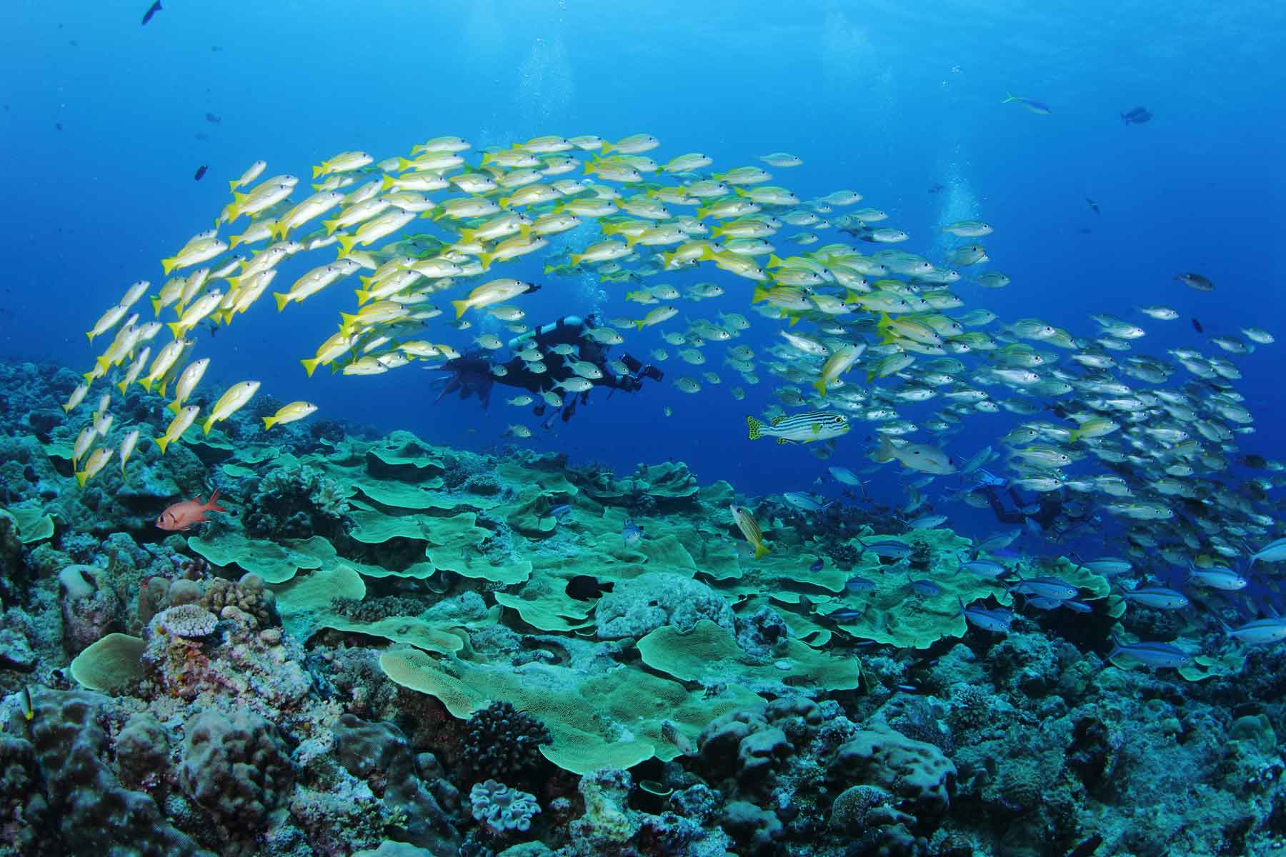 Палау подводный мир