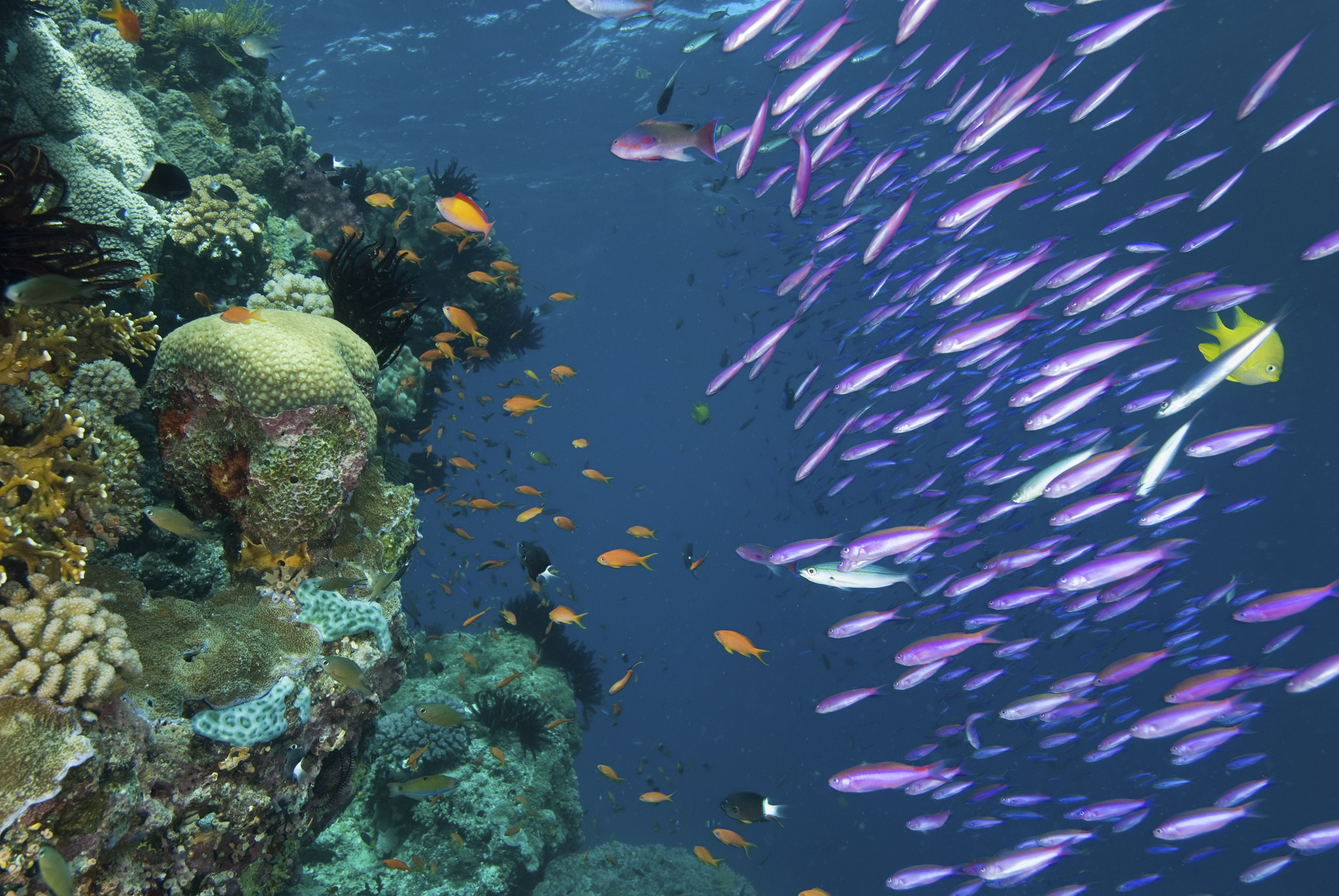 Жизнь тихого океана. Большой Барьерный риф Австралия. Большой Барьерный риф Австралия подводный мир. Австралия Барьерный риф кораллы. Great Barrier Reef Австралия рыбы.