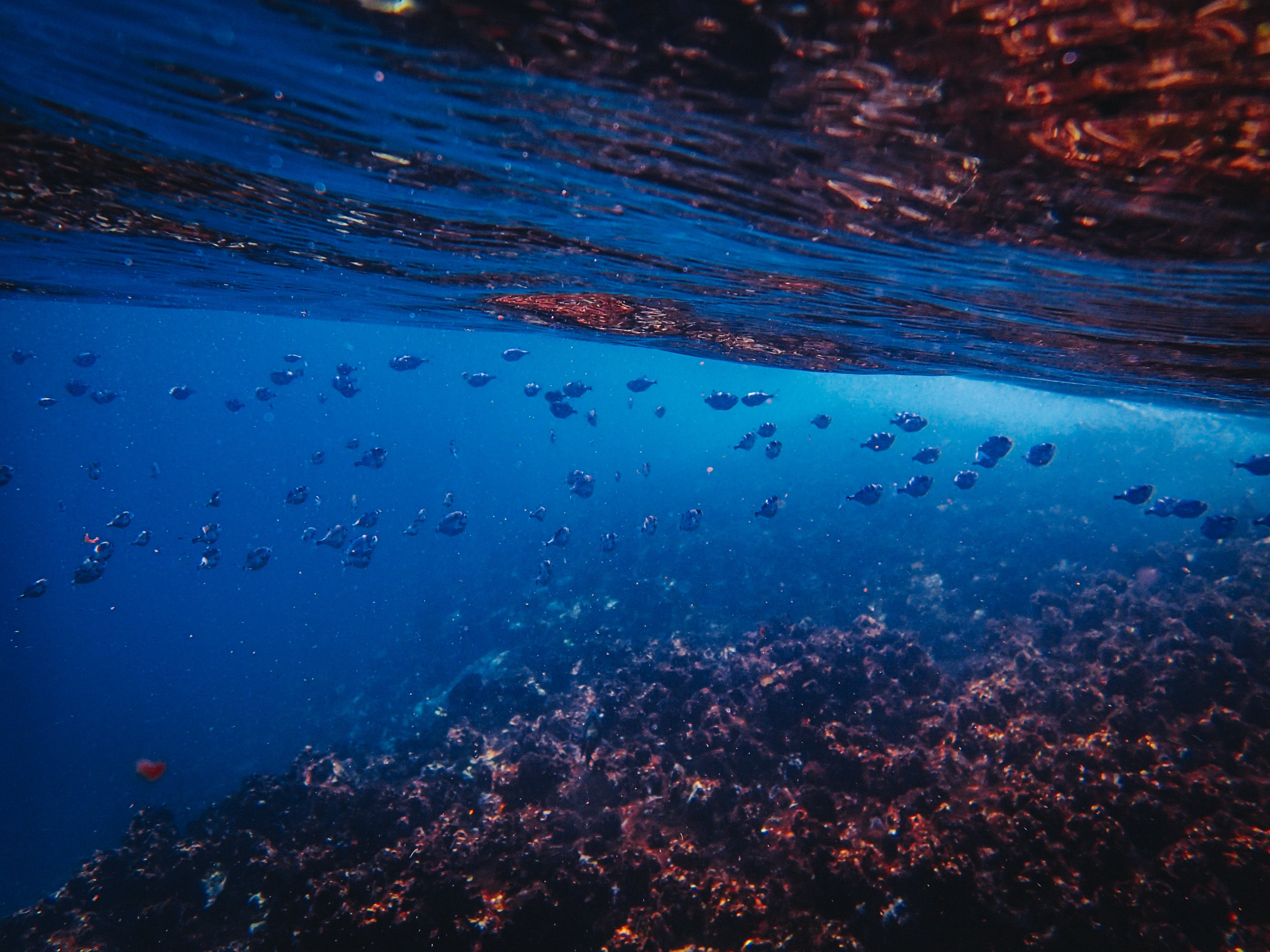 Океан фото под водой на глубине