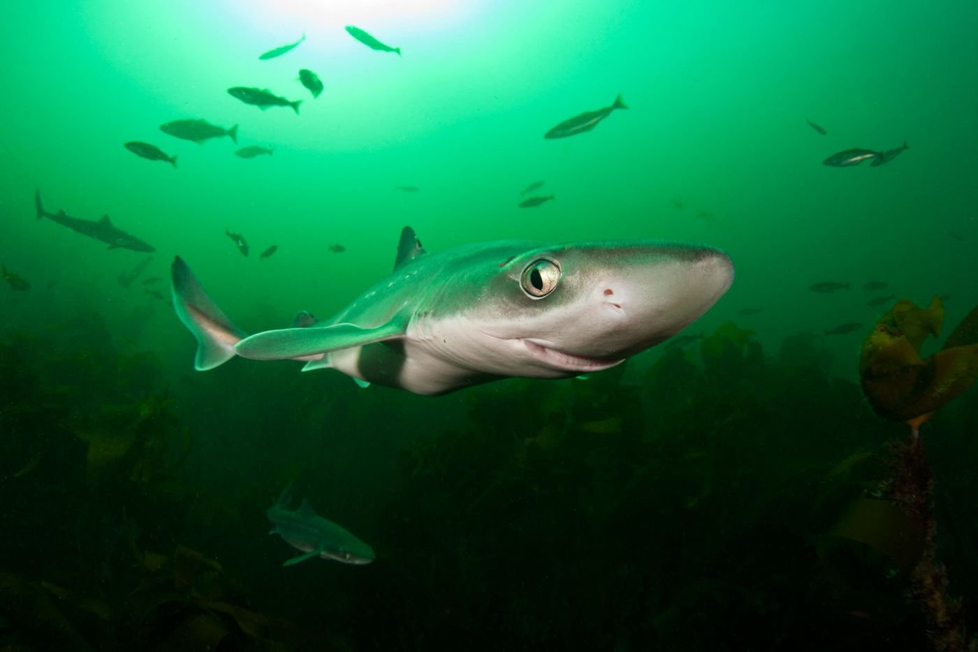 Акулы азовского моря