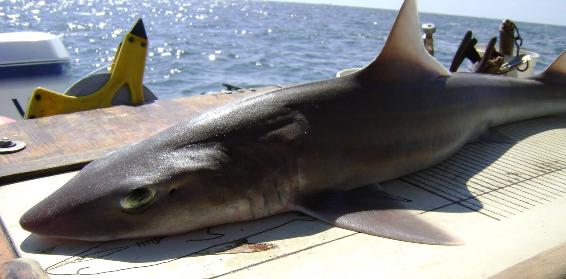 Виды акул в черном море фото