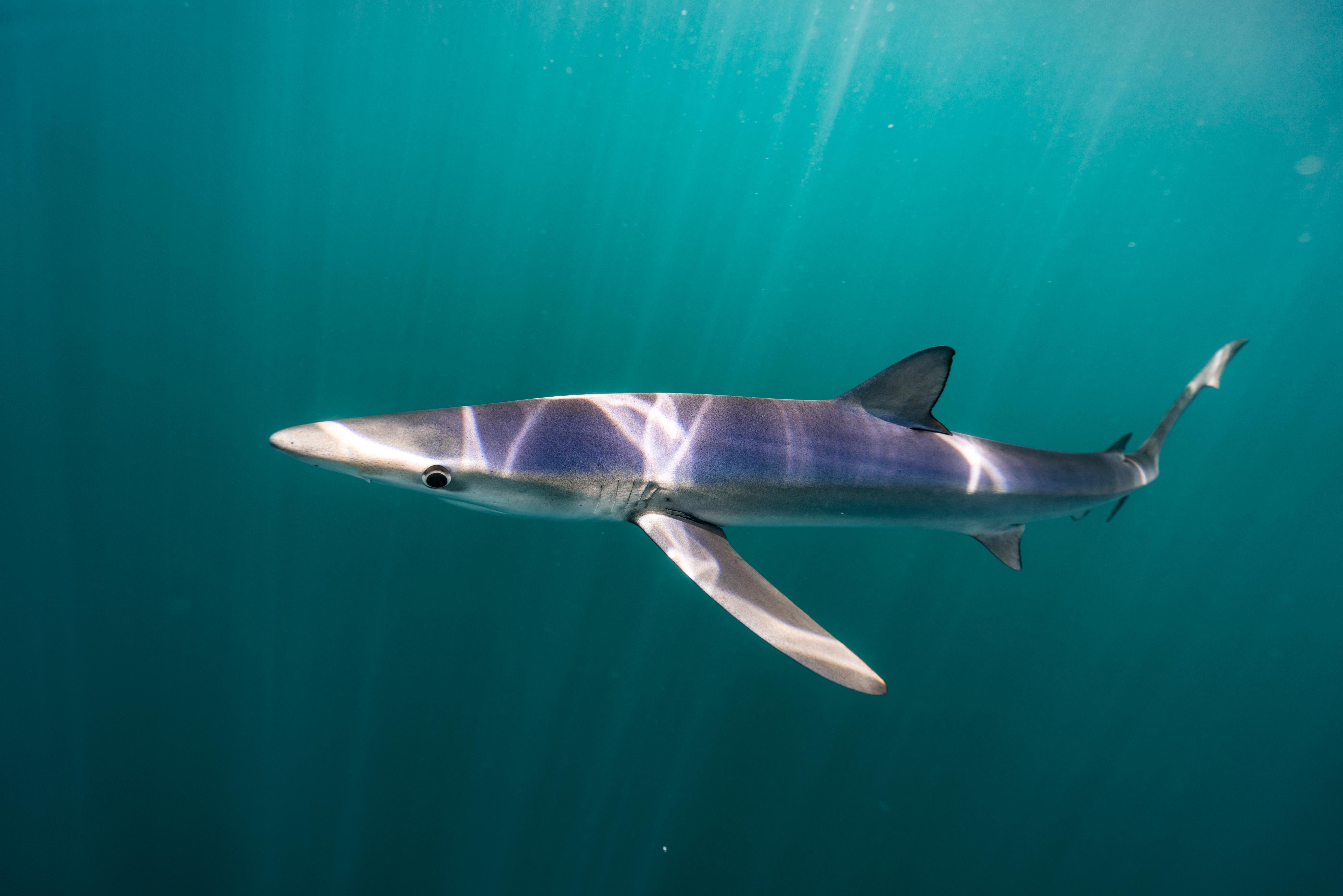 Катран акула черного моря