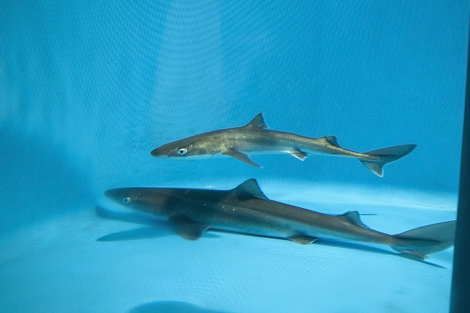 акулы азовского моря