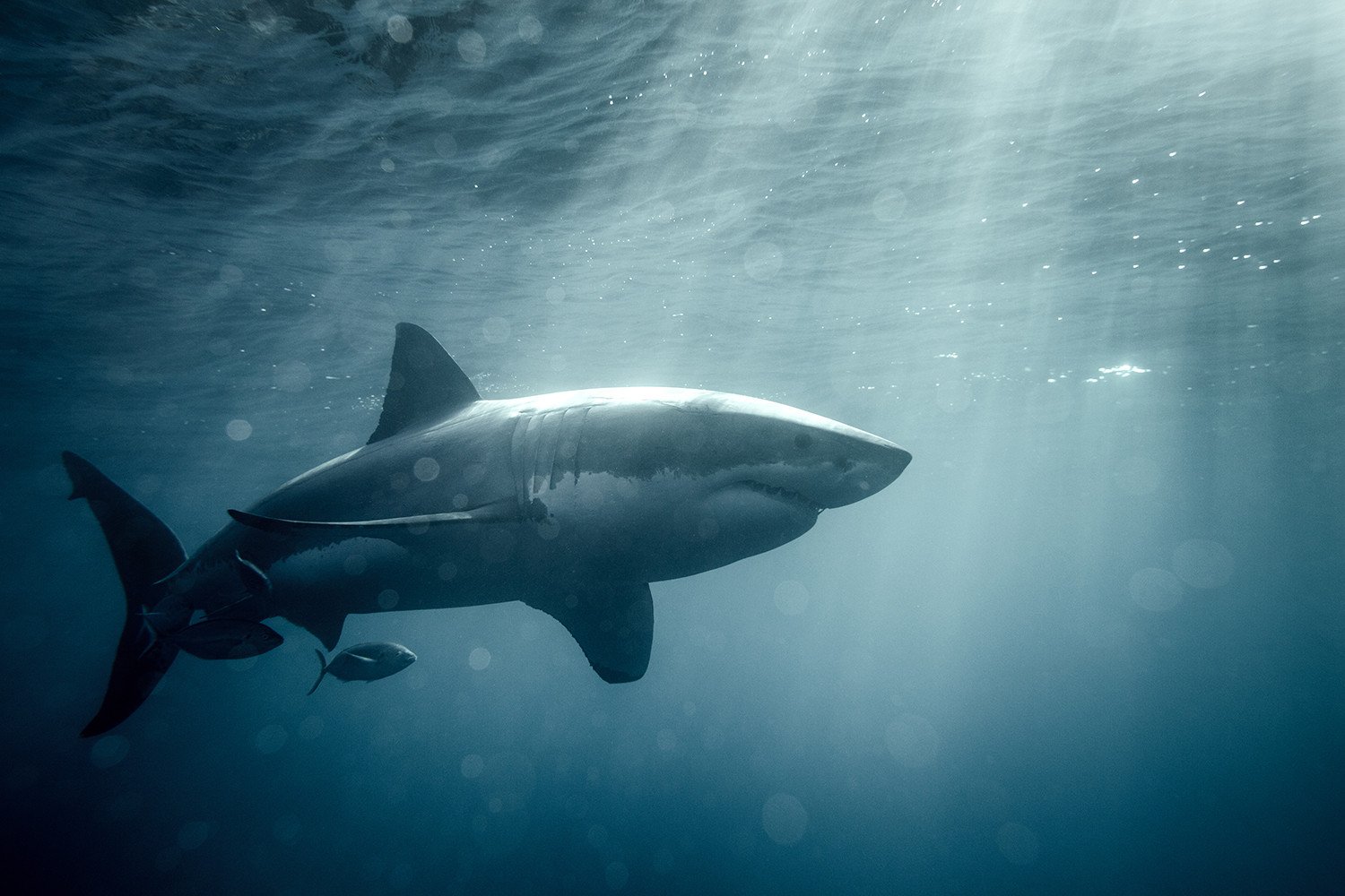 как акулы водятся в черном море