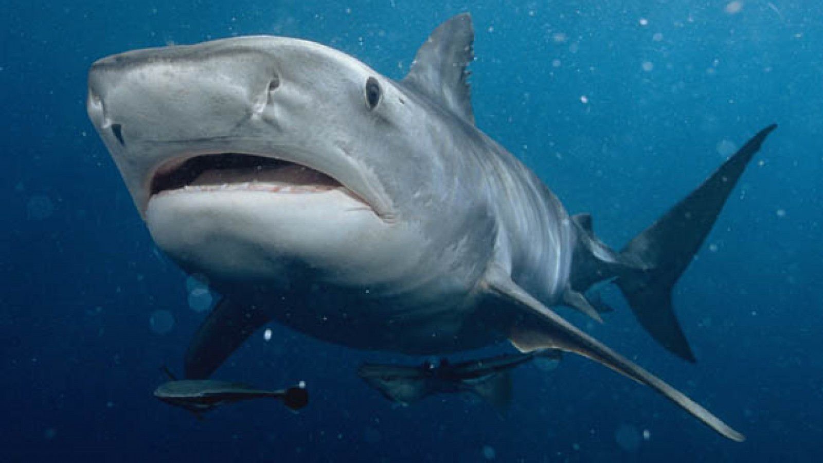 Катран акула черного моря большой