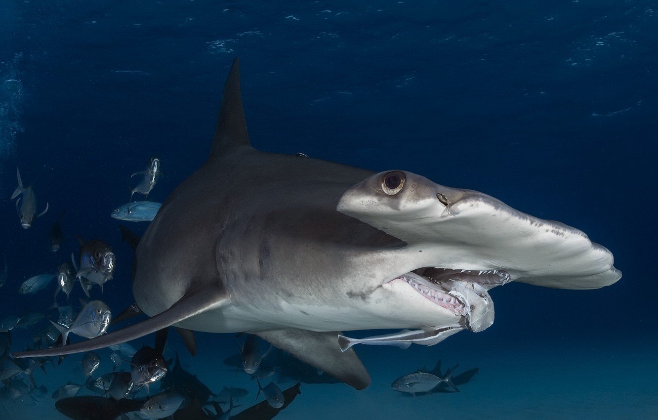 Катран сельдевая акула