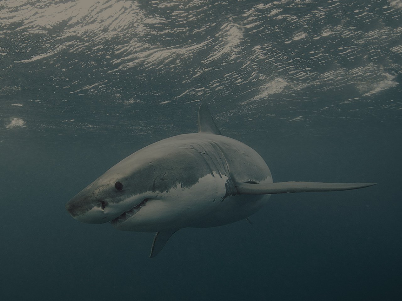 Катран акула белое море
